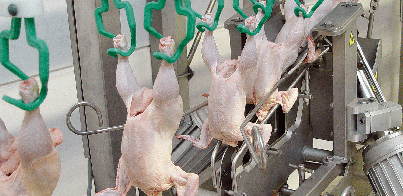 Poultry Quality Grading