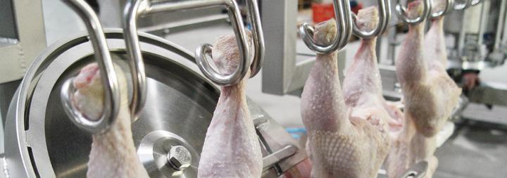 Chicken grading dankzij poultry digital grading systeem van DVC Machinevision